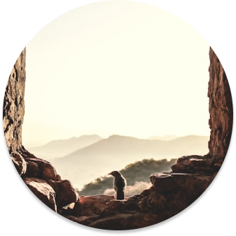 Image of a bird on a rocky ledge with mountains in the background.