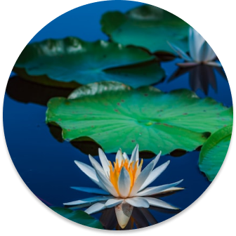 Image of a lily or lotus flower floating on a blue body of water, with green petals behind it.